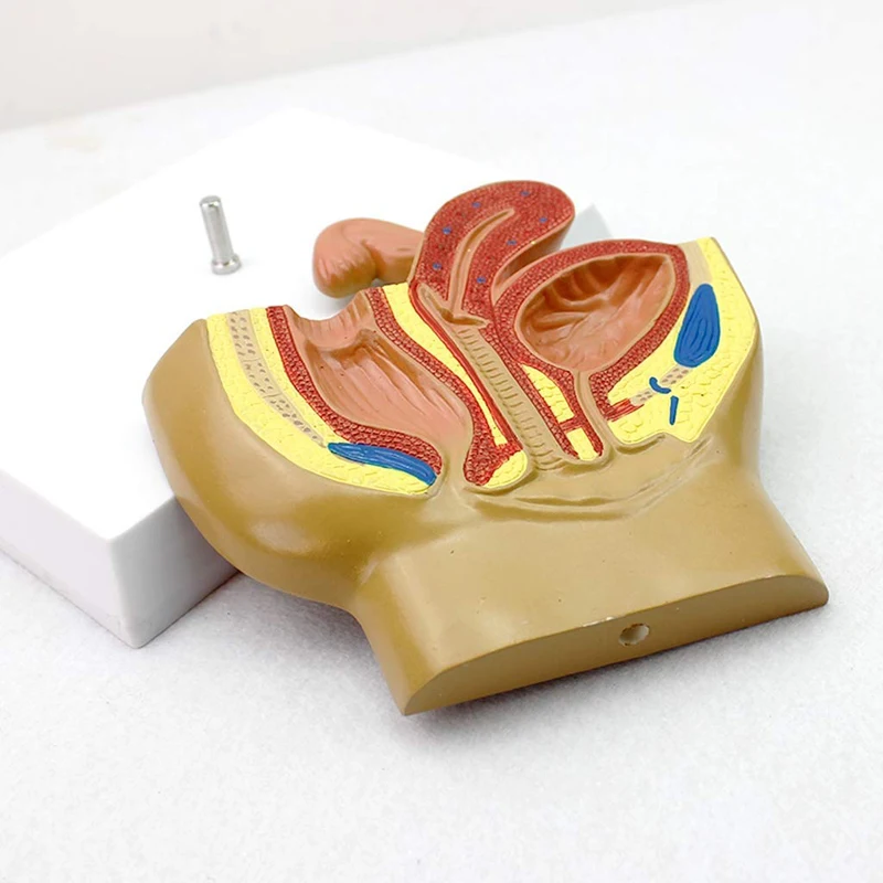 Female Pelvic Anatomical Model Medical Educational Training Aid Dropshipping