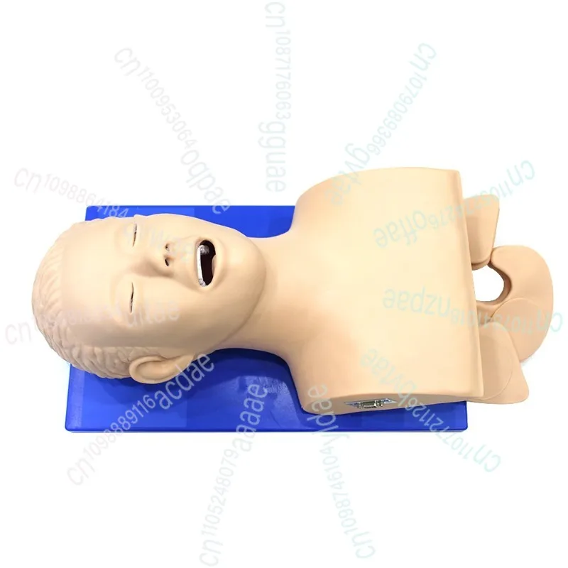 التنبيب القزم دراسة نموذج للتدريس إدارة مجرى الهواء المدرب PVC مع الأسنان 110-220 فولت