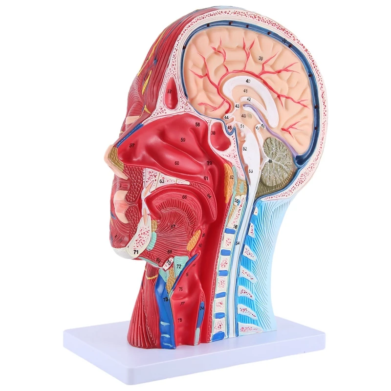 Head Midsagittal Plane Teaching Model Parotid Gland Cervical Spine Head And Neck Anatomy Otolaryngology Model Easy To Use