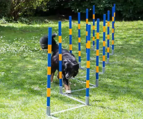 Dog  Agility Equipment  Weave Pole Dog Training  Slalom Pet Agility Training Supplier