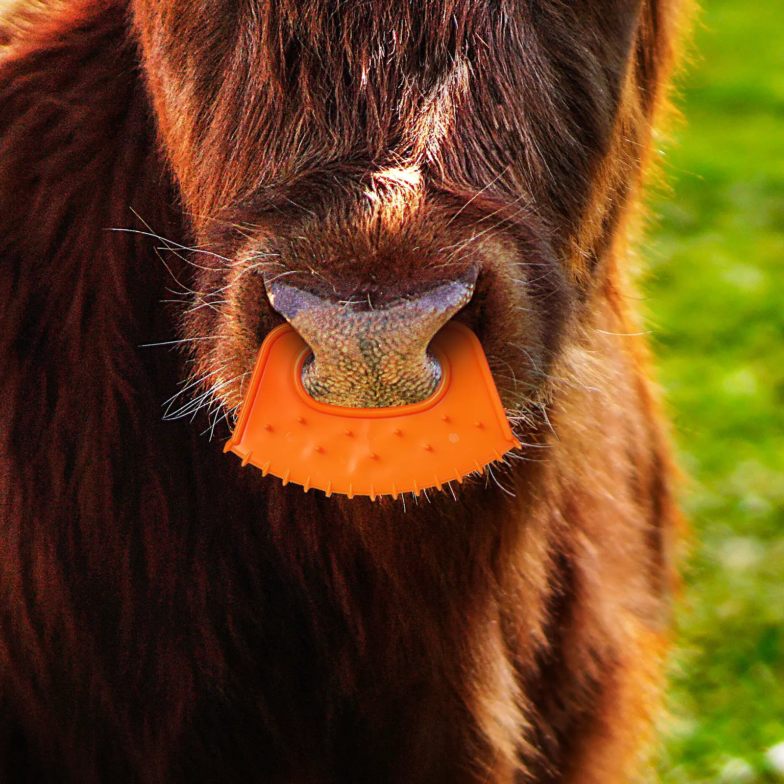 10Pcs Calf Nose Ring Plastic Weaner Clamp Easy Use Thickened Material Safe Livestock Weaning Tool Farm Cattle Management Supply