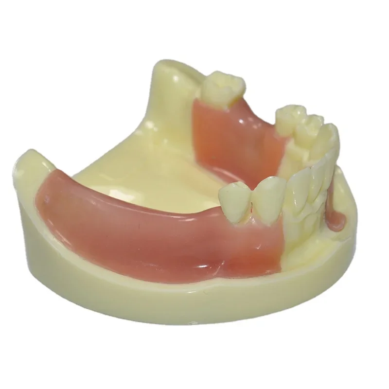 Dentals model resin oral dentist teaching mold simulation model