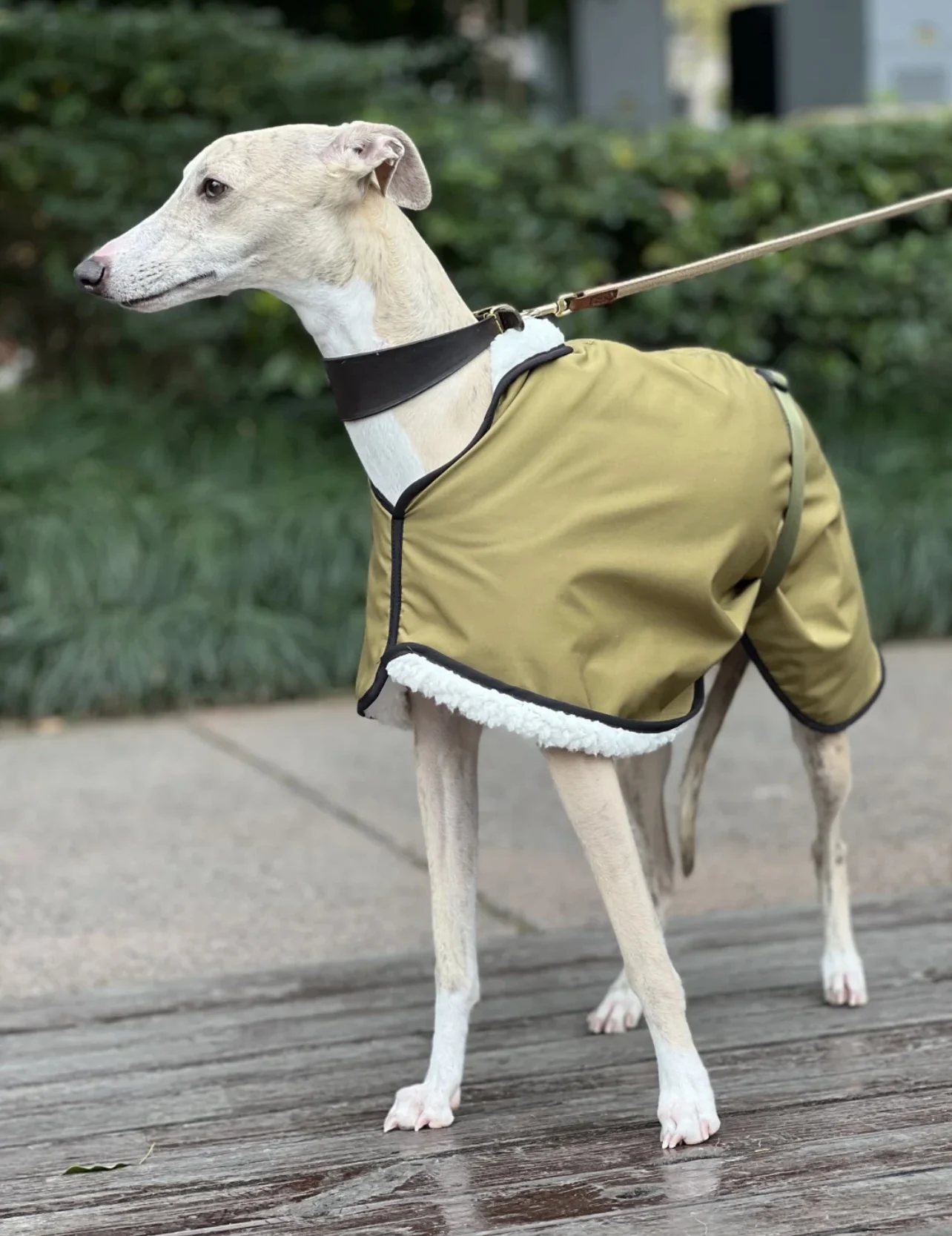 Luxury Whippet Berlington Terrier Dog Raincoat Fashion Soft Fleece Dog Coat Windproof Clothes Warm Jacket for Italy Greyhound