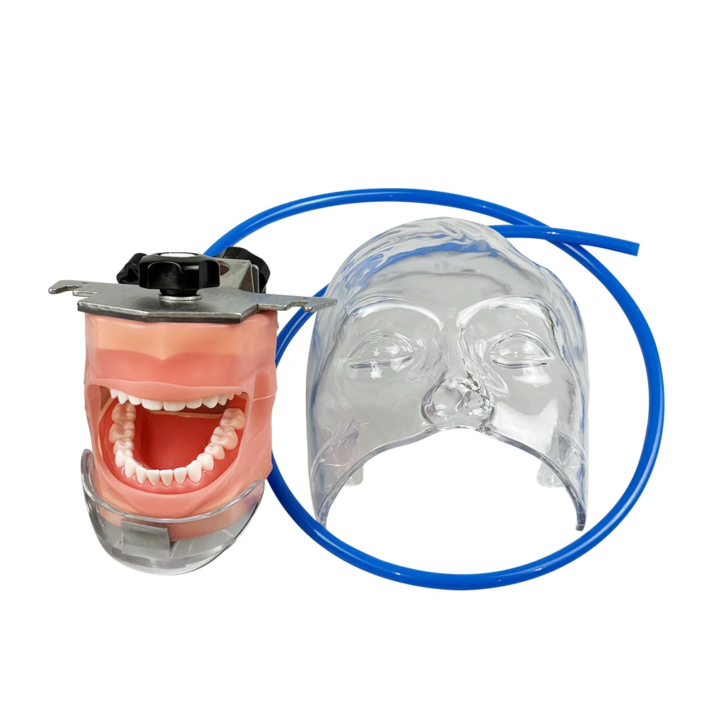 Dental Simulator Mannequin Head with Table Clamp Transparent Dental Phantom Head Model for Dentist Teaching Practice Training