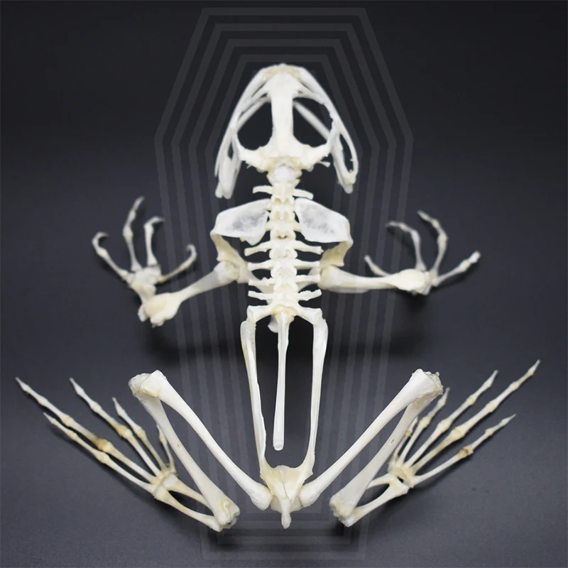 

2024 Original Bullfrog Tabletop Bone Ornament Gothic Style Bone Specimen Decoration Birthday Creative Gift Customization