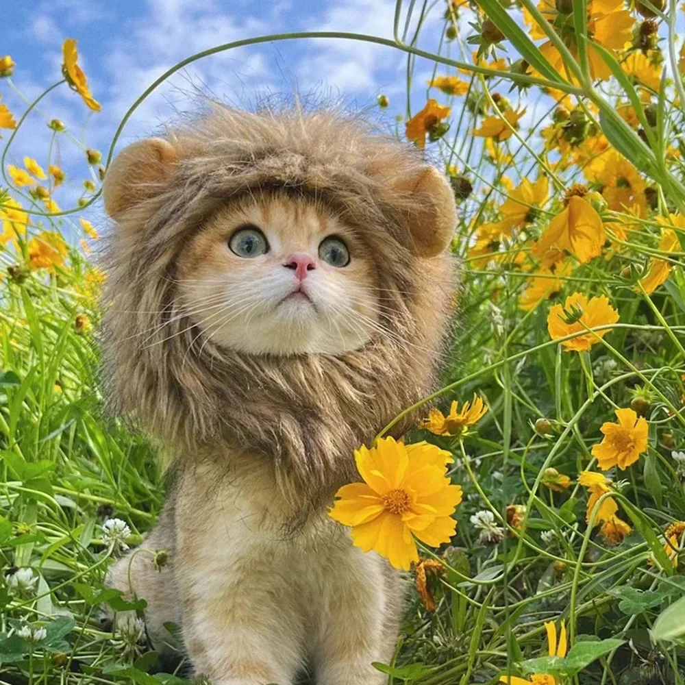 cute cat dressed as lion Lion Mane Halloween Costume Cat Cosplay Dress Up Pet Hat Slip On Polyester  Cotton for Small Cats Black from Dhgate Others Cat Clothing & Accessories