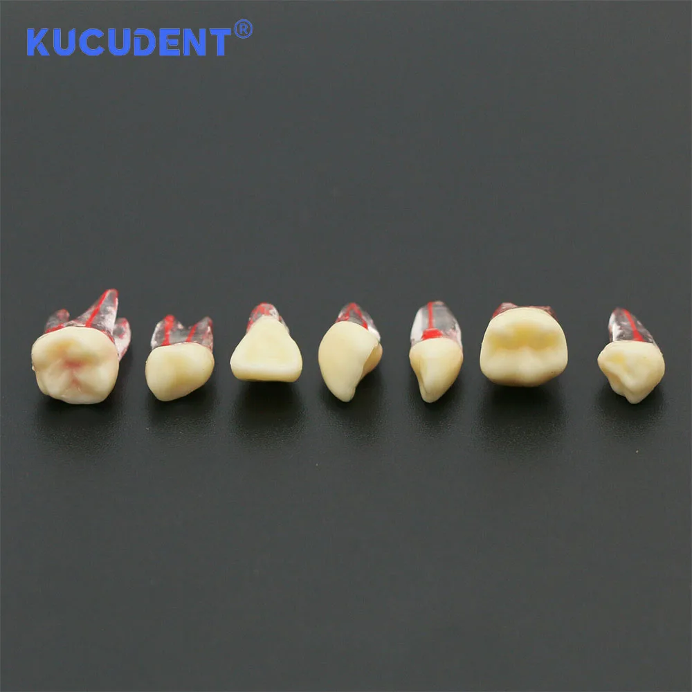 KUCUDENT ทันตกรรม Endodontic Root Canal RCT ฝึก Endo ฟันฟันรุ่น M8007 Pulp Cavity สําหรับทันตกรรมการศึกษาการสอน