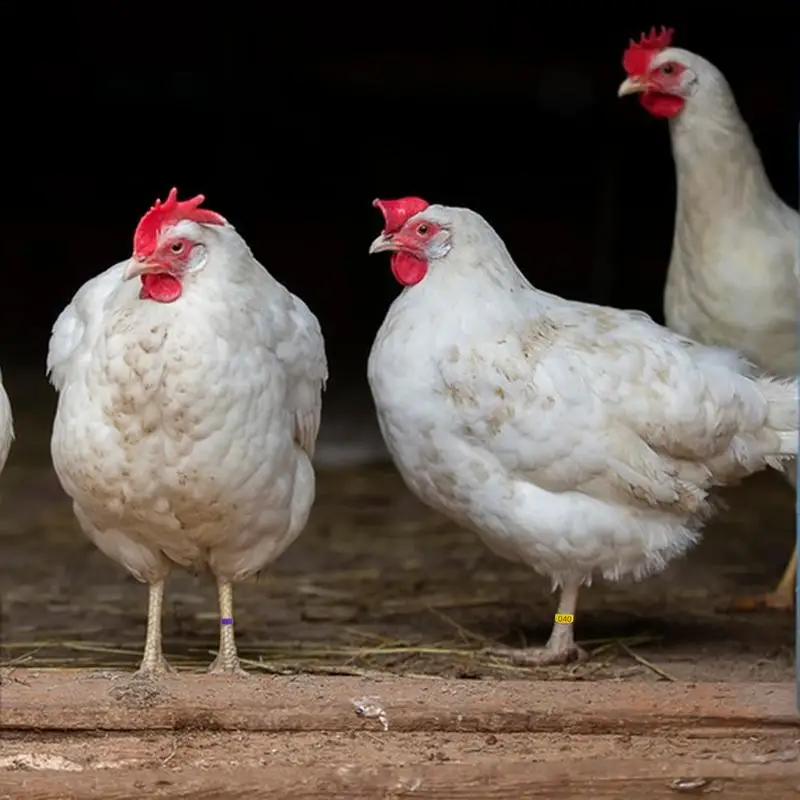 Chicken Leg Rings Chicken Numbered Foot Ring Poultry Clasp Foot Ring Easy Install & Remove Manually Poultry Carry Foot Rings