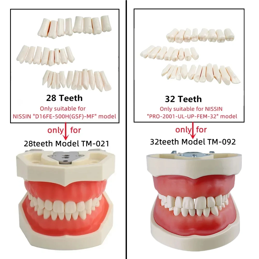 Thumbnail 4 - #3 Best Dental Teaching Models to Buy In 2026