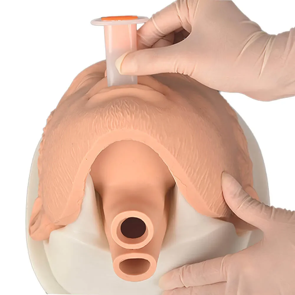 Simulation Airway Management Model Adult Intubation Manikin Head Trainer Kit with Base Nasal & Oral Airway Anatomy for EMS Train