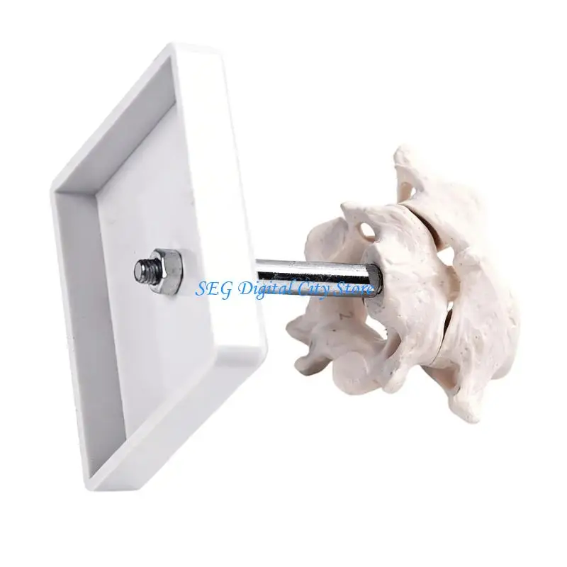 

U75B Accurate Human Occipital Bone Model For Clinical Training Features Rotation Capability And Quality PVC For Durability