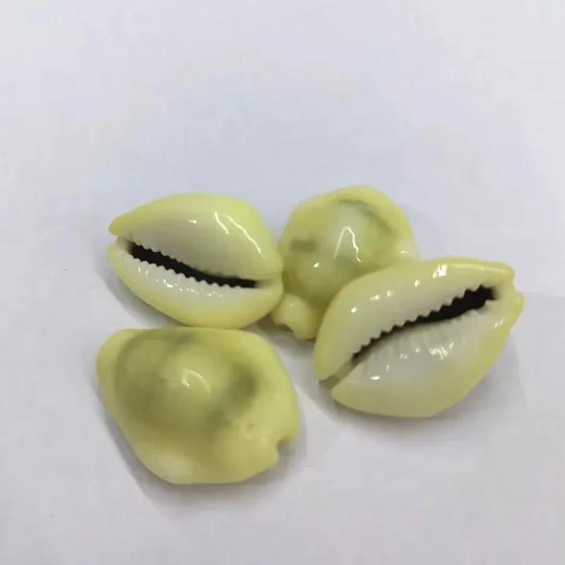 2PC Lyncina Leviathan Titan Bouteti Green Banded Cowry Sea Shells for Wedding Decor Fish Tank Candle Making Party Decoration