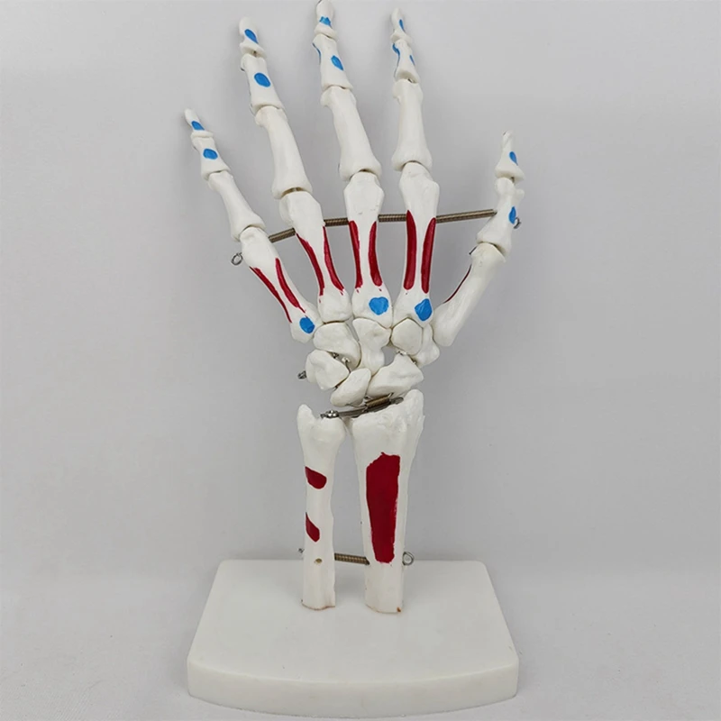 Hand Joint Model Palmar Bones Anatomy Muscle Model With Wrist, Ulna, Hinged Hand Bones