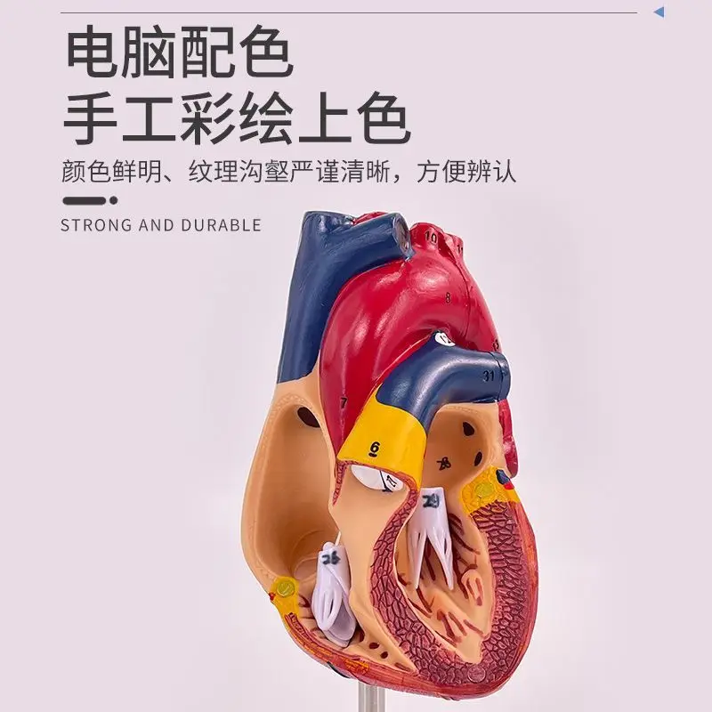 1: 1. The human heart model has digital identification, heart anatomy, detachable natural large heart teaching model