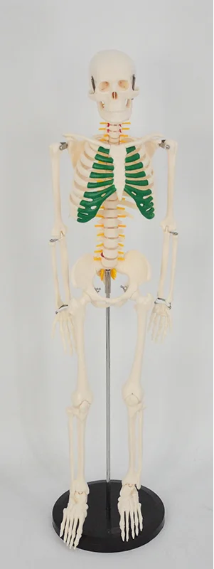 Human Skeleton with Nerve Model (85cm) Medical Science Simulator Educational Assistance Equipment Teaching Aids for Middle Schoo