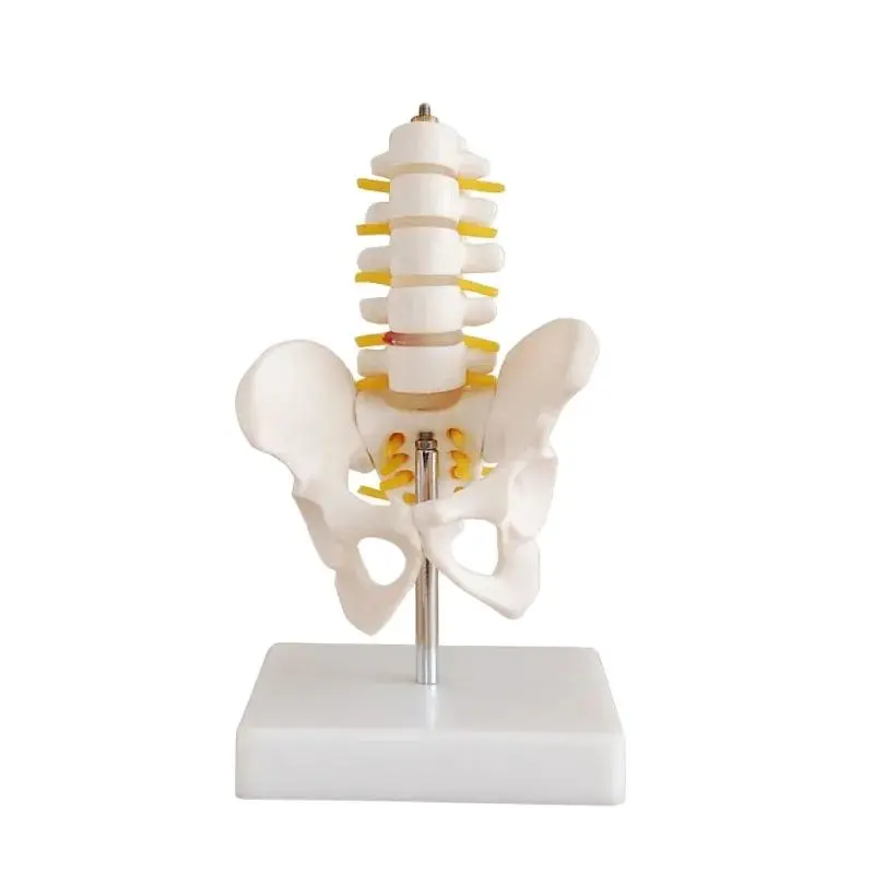 Mini Human Pelvic With Five Lumbar Vertebrae and Femur  Spinal Column Spine Model Skeleton Anatomy Educational Equipment