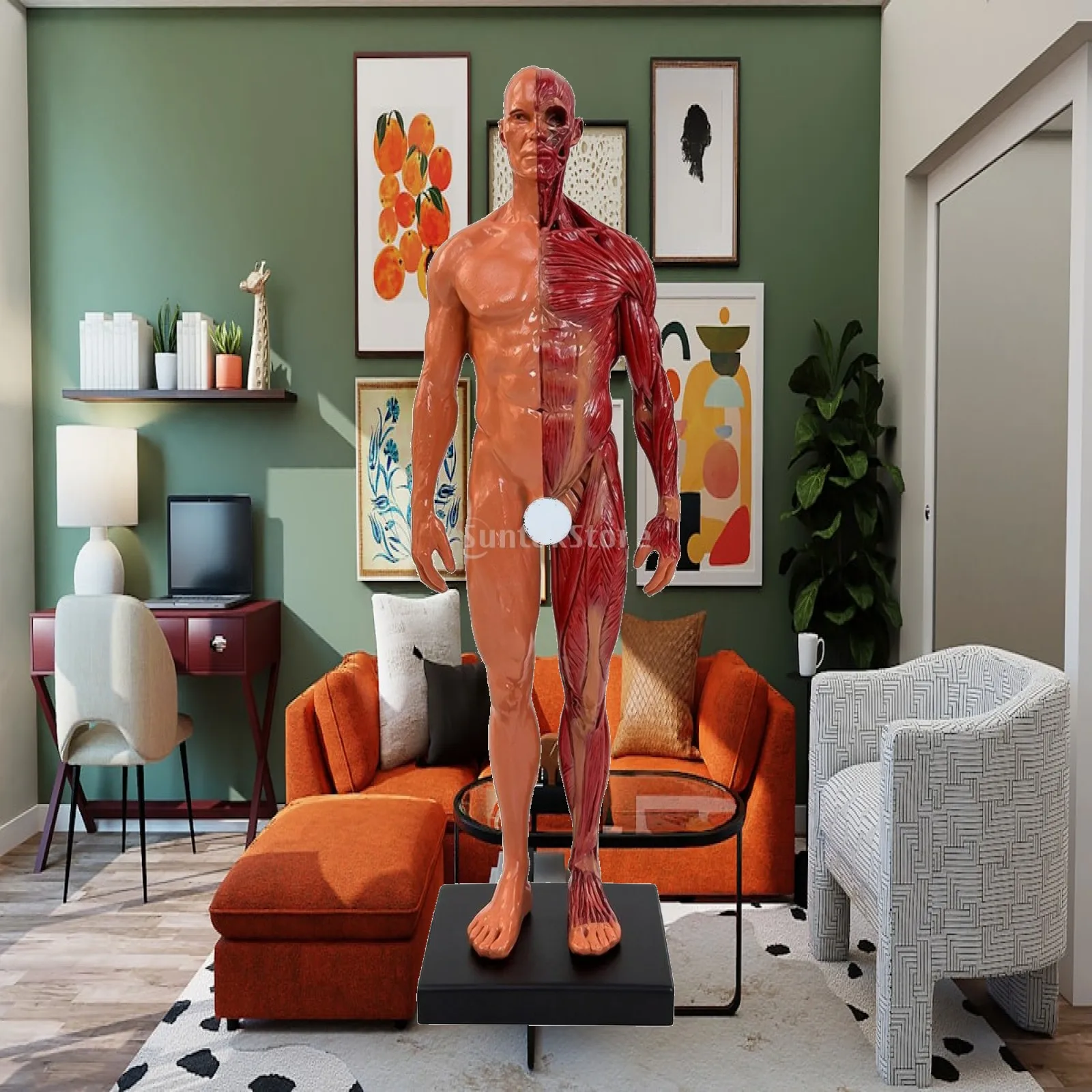 Human Body Model Anatomy Resin Mannequin Head Carved Texture for Artist Drawing Reference and Medical Class