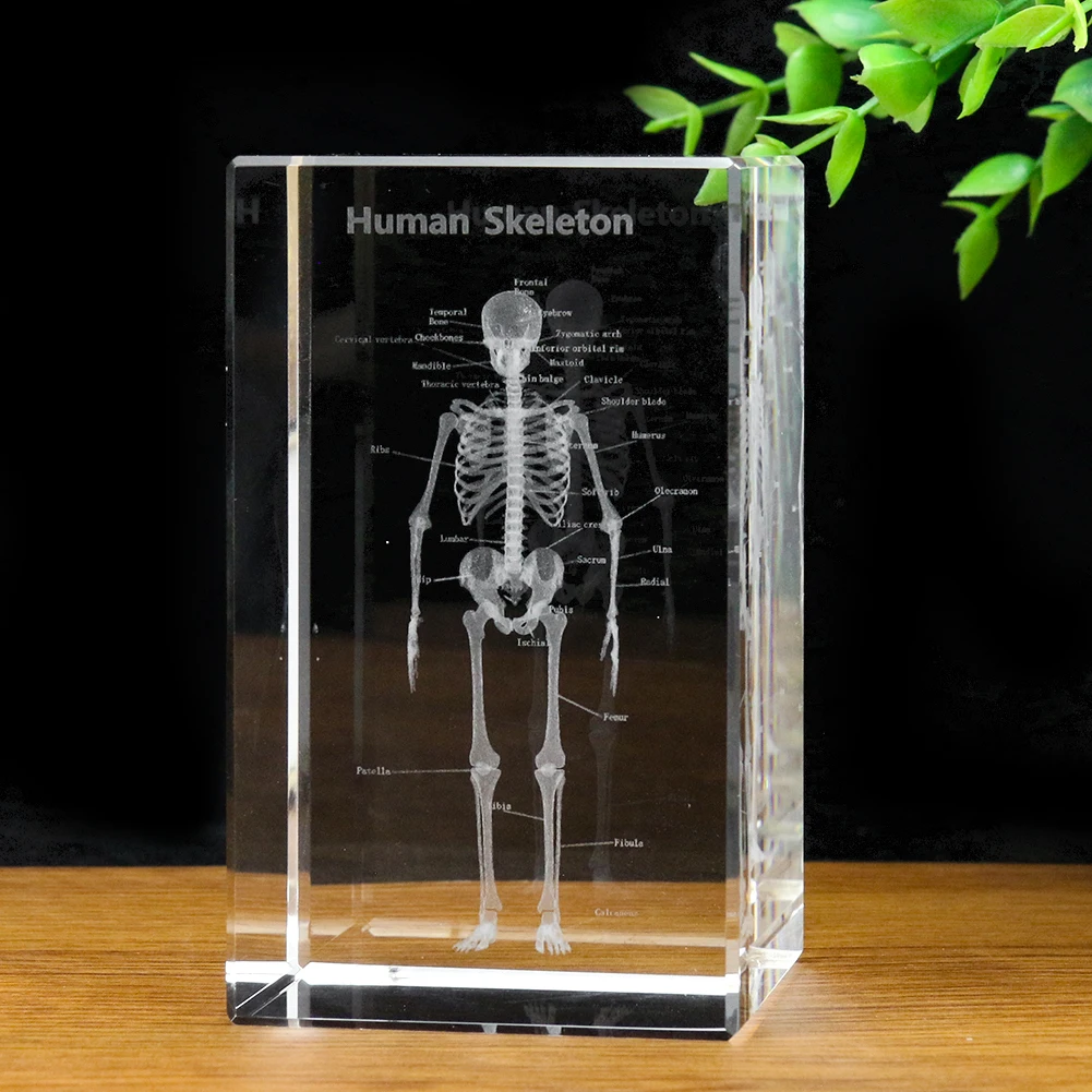 3D Laser Engraved Human Skeleton Crystal Cube Anatomical Model Paperweight Medical Science Doctor Student Desk Souvenir