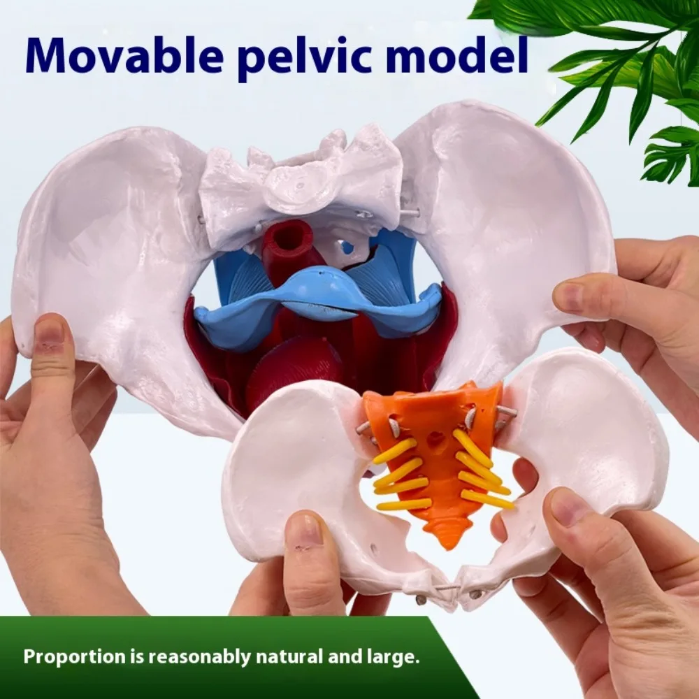 Movable Female Pelvic Model Uterine Pelvis Childbirth Midwifery Medical Science Teaching Anatomy Model