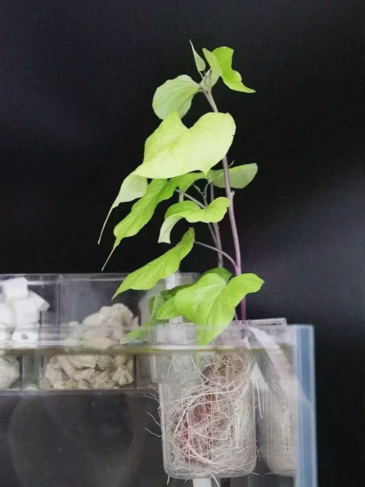 Hydroponic Planting Basket for Fish Tank Aquarium Water Grass Cup Multiple Plant Landscape Bubbles Fish Bubbles Eco-Friendly Aqu