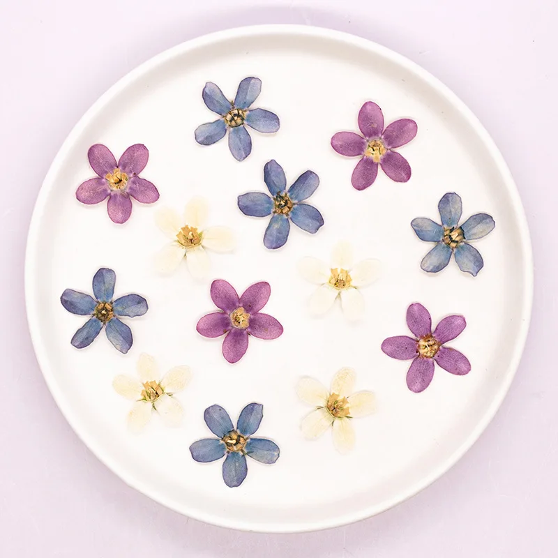 ดอกไม้แห้งสีฟ้าอัดรูปดาว 12 ชิ้น สำหรับงาน DIY ตกแต่งเคสมือถือ/งานศิลปะ/สมุดภาพ/ที่คั่นหนังสือ/ตกแต่งใบหน้า อุปกรณ์งานฝีมือดอกไม้แห้ง