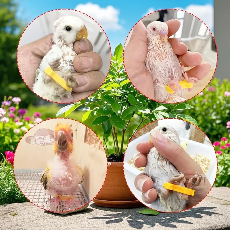 12Pcs Poultry Chick Leg Correction Brace, Splay Leg Support Ring for Duck Quail Parrot Young Bird Rehabilitation