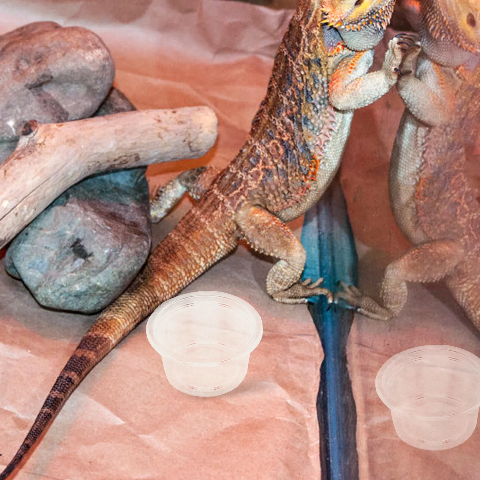 

20pcs Reptile Food Water Dish Transparent Compact Bowl For Turtle Gecko Lizard Snake Spider Small Reptile Tank Supply