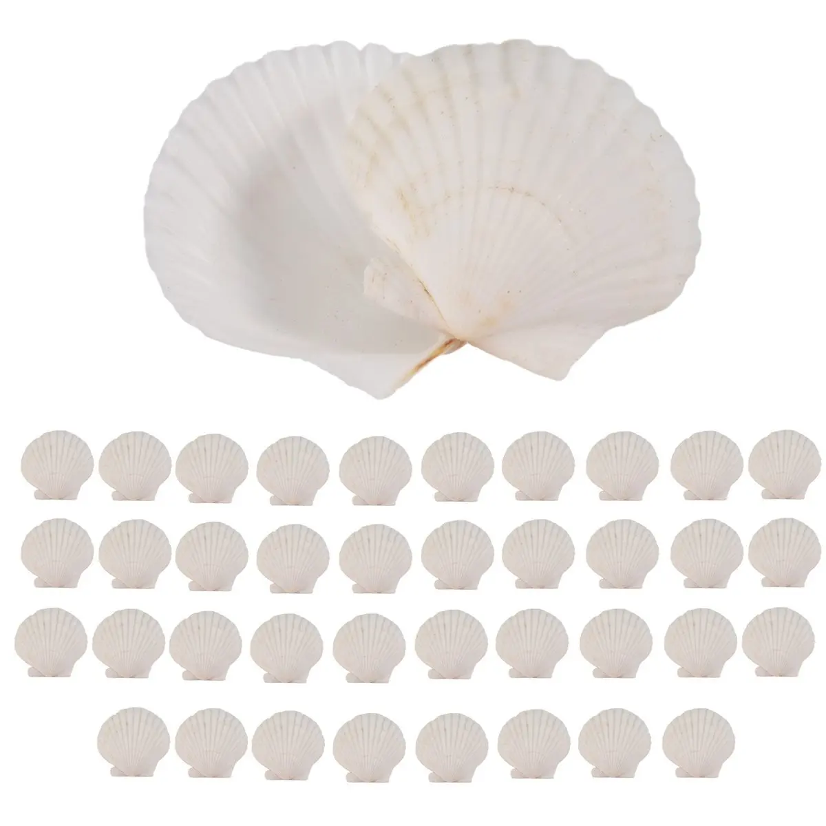 Reliable- 40PCS Natural Scallop Shells 1.4-2.4inch White Small Sea Shells for Crafts Crafting Shell Bulk Real Seashells