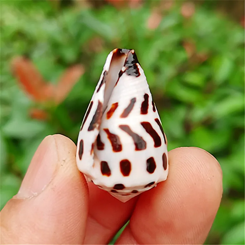 Natural raro concha manchado taro tanque de peixes paisagismo decoração estilo mediterrâneo grades janela design tiro adereços