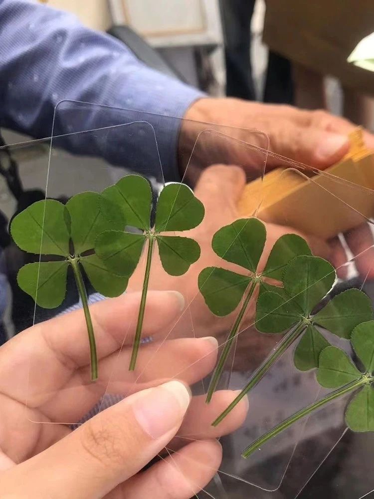 5 Stück natürliches, transparentes Lesezeichen aus Originalgras mit Wunsch und einfachem Stil, vierblättriges Kleeblatt – Detail 5