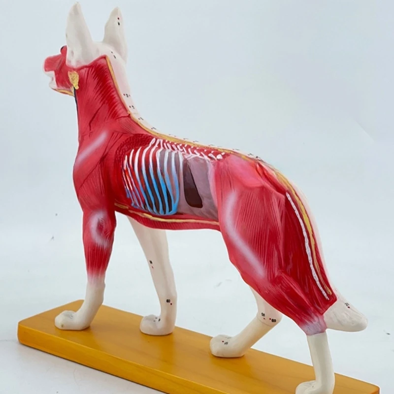 Modelo anatômico acupuntura para cães, modelo treinamento acupuntura, modelos cães, modelo ponto acupuntura