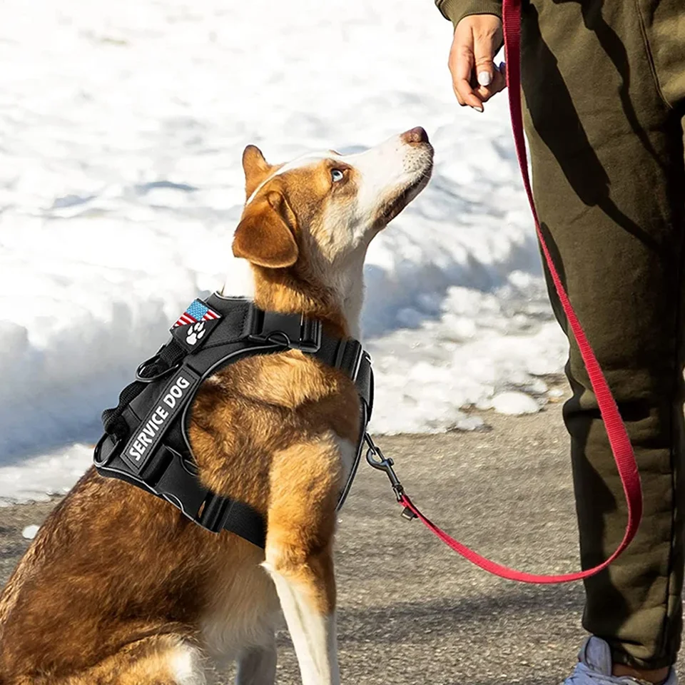 Thumbnail 4 - #28 Best Dog Car Safety Harnesses to Buy In 2026