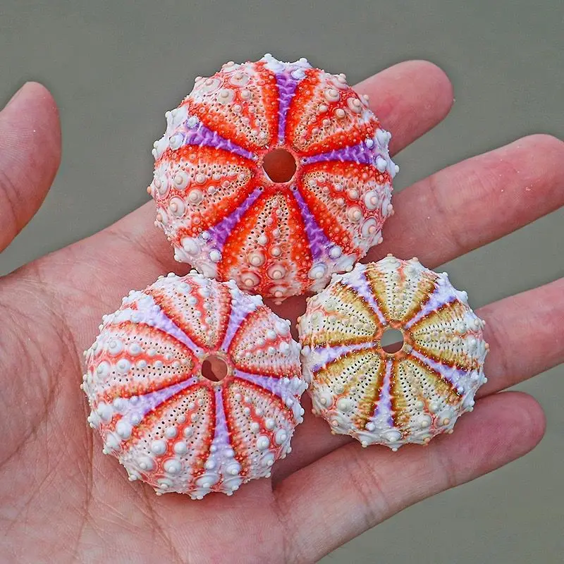 New Medal Sea Urchin Natural Conch Shell Collection Specimen Home Decoration Ornaments Natural Unstained Home Decorations view 3