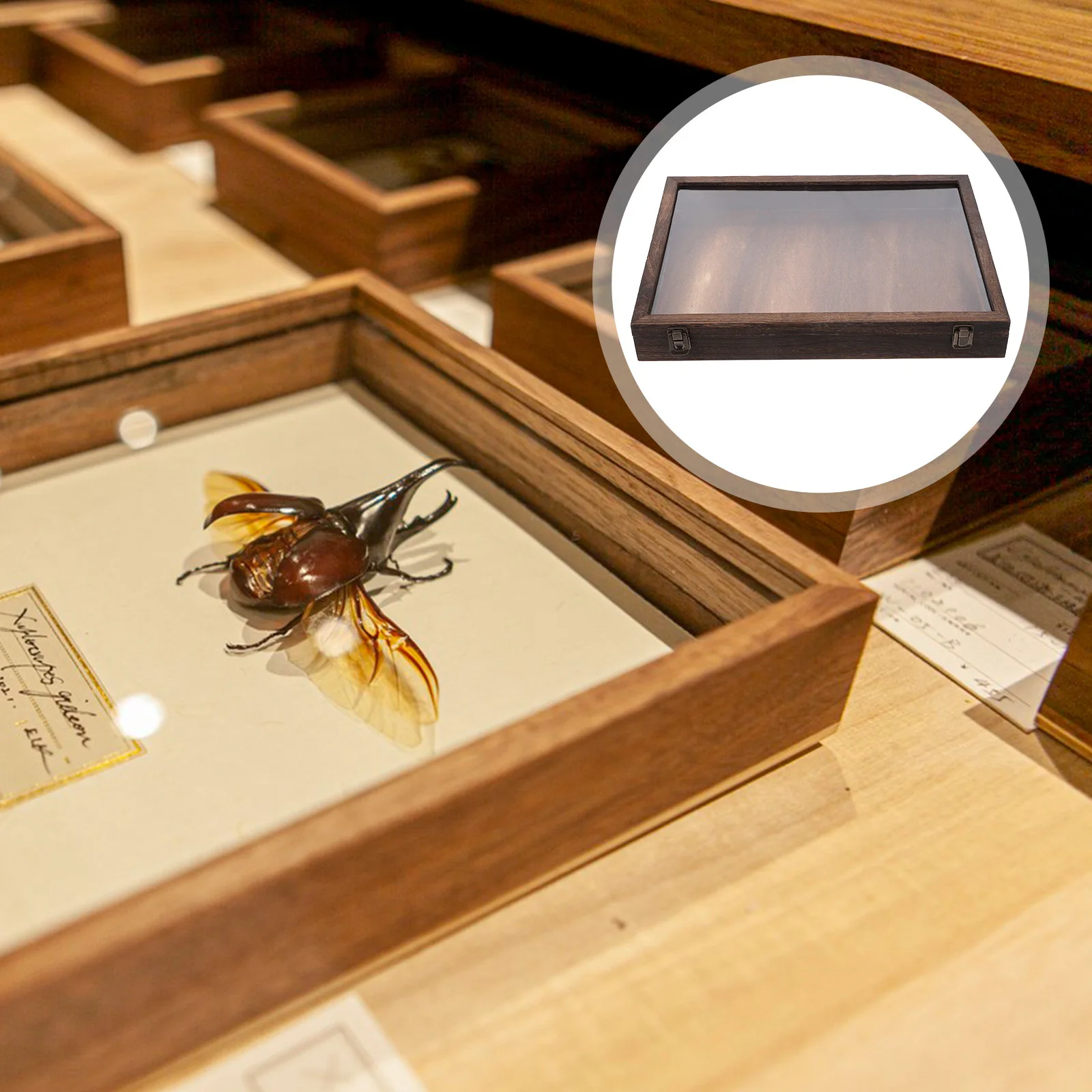 

Specimen Display Box Wooden Butterfly Case Dried Flower Storage Plant Showcase Large Capacity Durable Transparent Cover