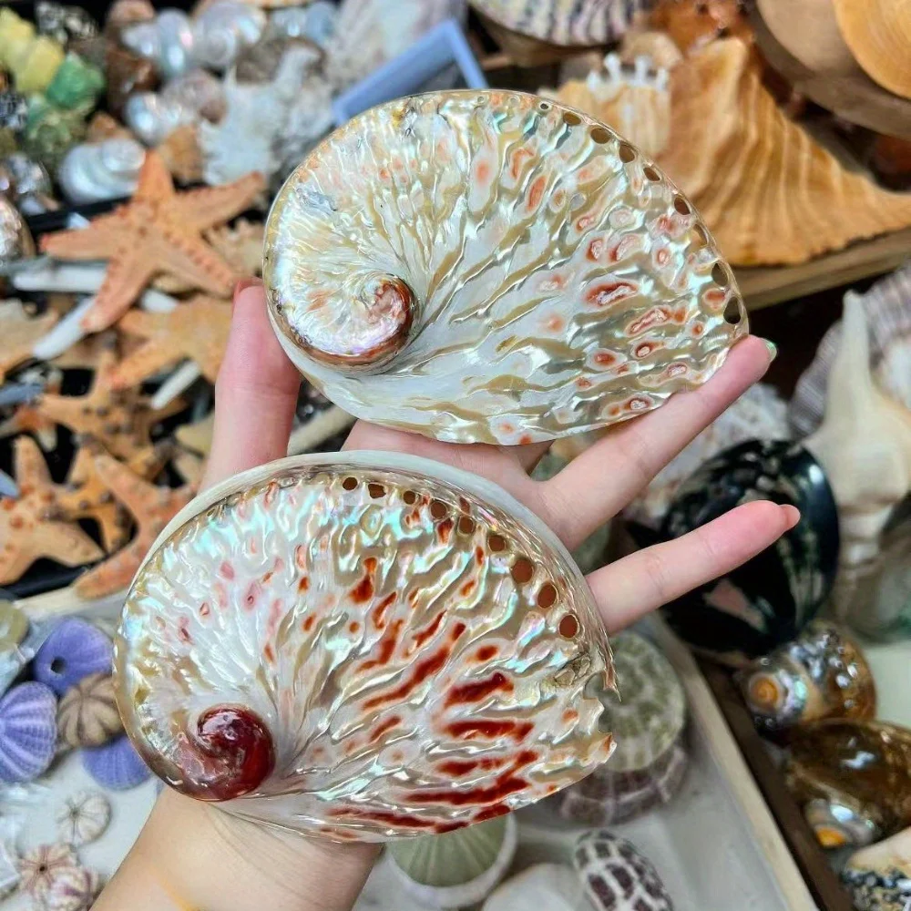 وعاء صدفة أذن البحر الأحمر البوهيمي مقاس 4-5 بوصة، ديكور صدف مصقول للمنزل، زينة الزفاف وديكور الشاطئ