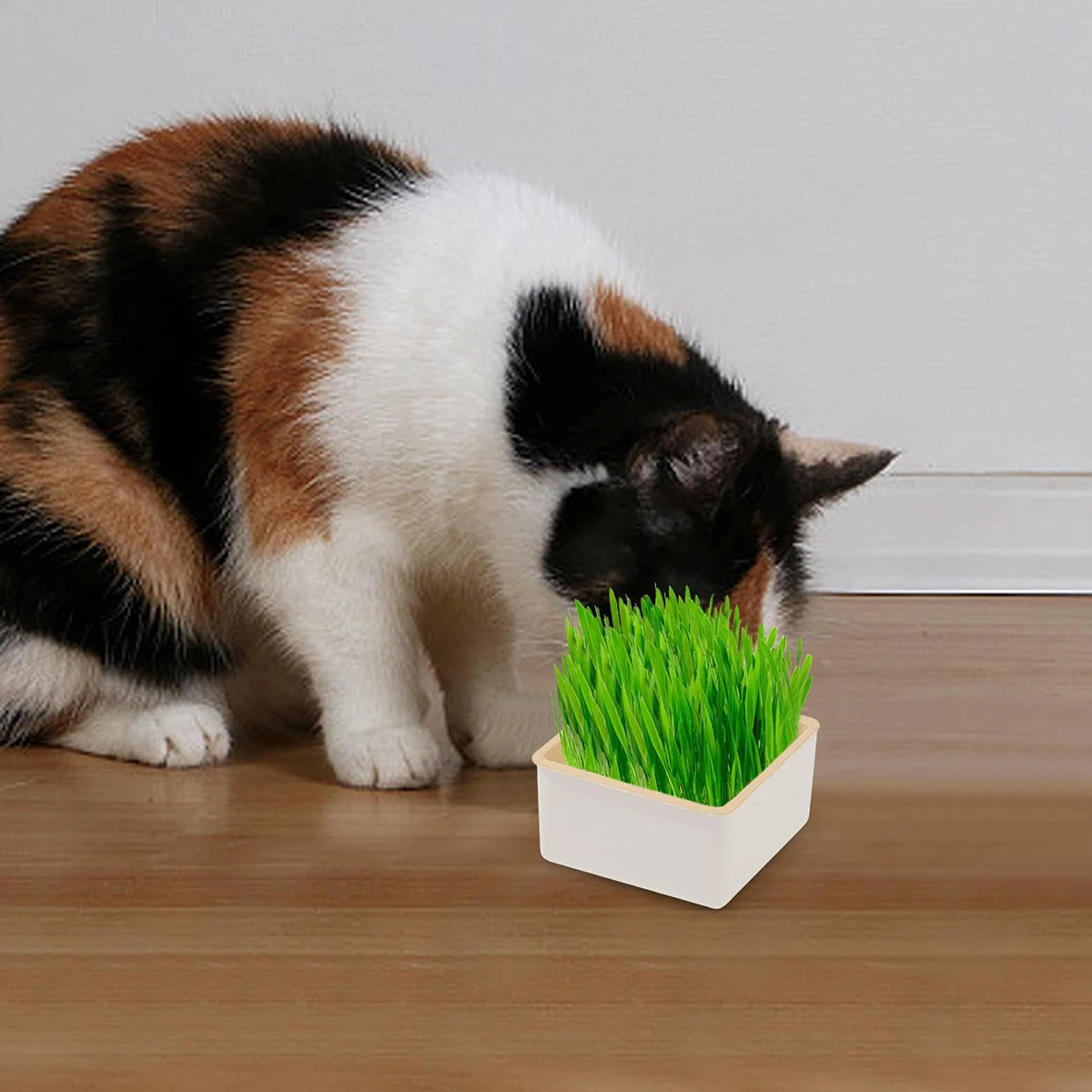 Catgrass Potted Catgrass Seed Set Soilless Hydroponic Wheat Catgrass Box Cat Toy Pet Supplies Practical Creative