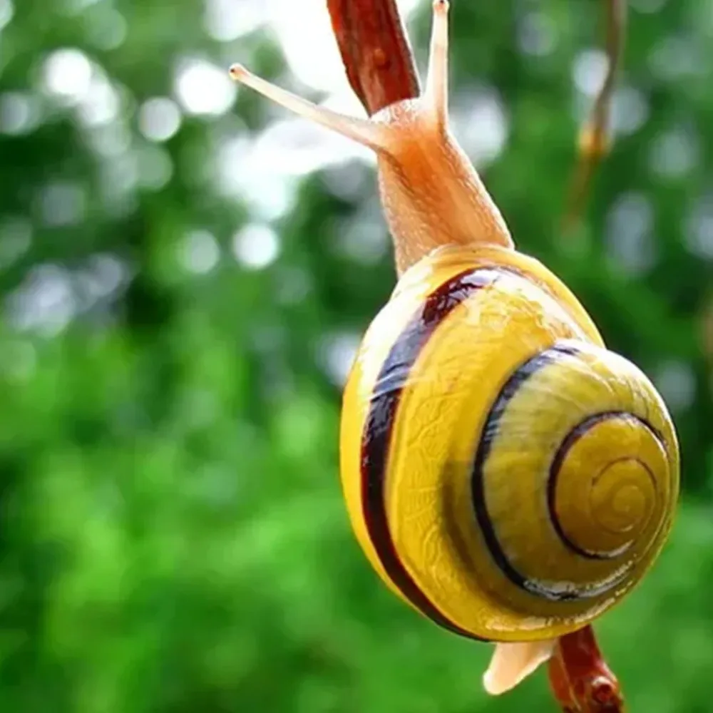 Pure Snail Slime Mucus Same As Snail Crawling On The Face Treatment Beauty Salon Equipment