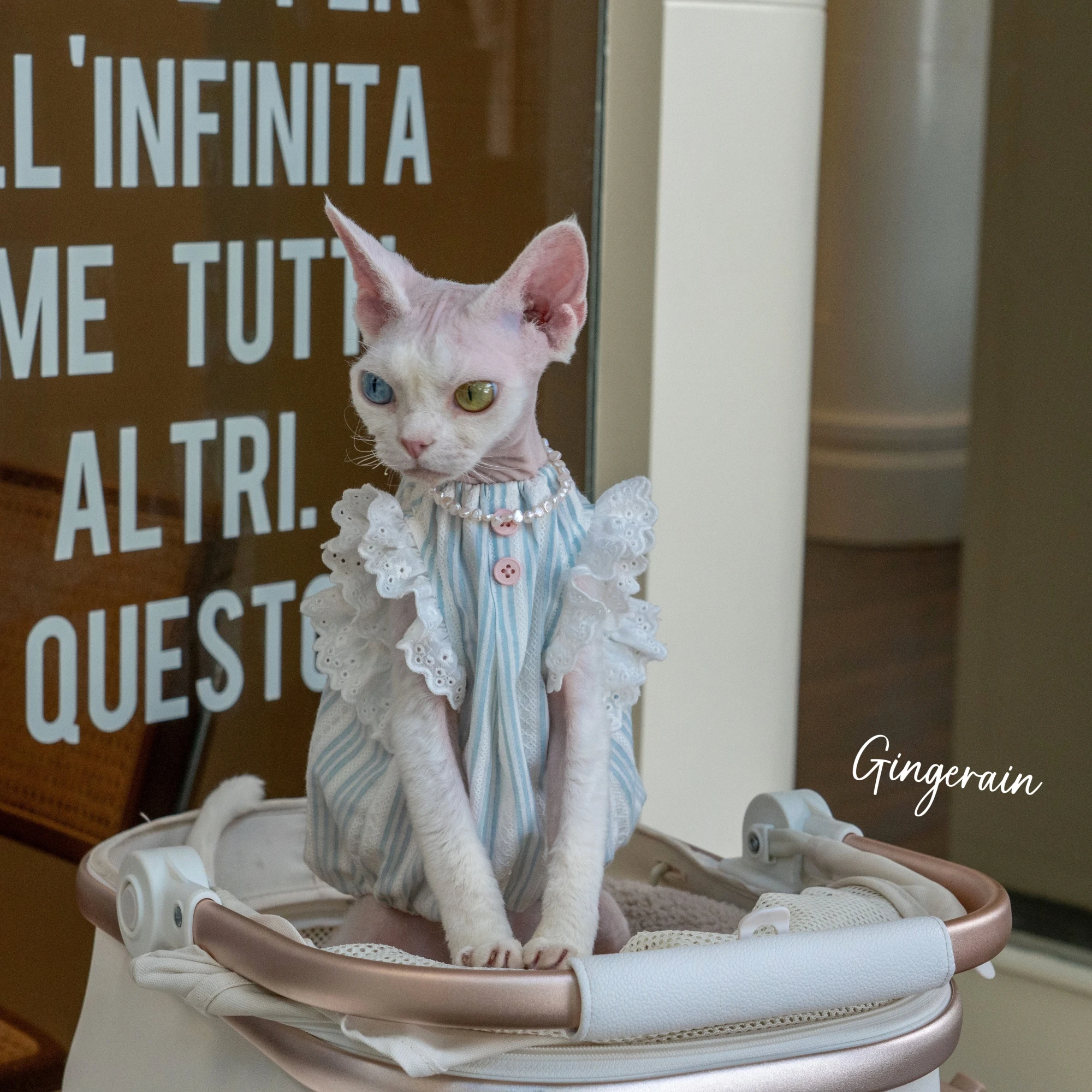 Luxury Cats Clothing Blue Soft Cotton Vest For Sphynx Cat Short Ruffled Sleeves Jumpsuit for Kittens Summer Dress for Revon Rex
