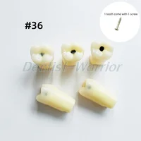 No.36 Molar Dental Vitro dientes caries réplica de diente modelo dentista estudiante fresas de diamante tratamiento de cavidad con tornillo
