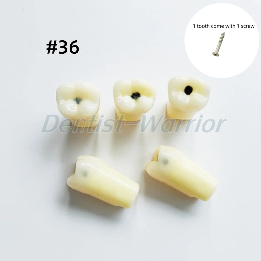 No.36 Dental Molar Vitro Teeth Decay Caries Tooth Replica Model Dentist Student Diamond Burs Cavity Treatment with Screw