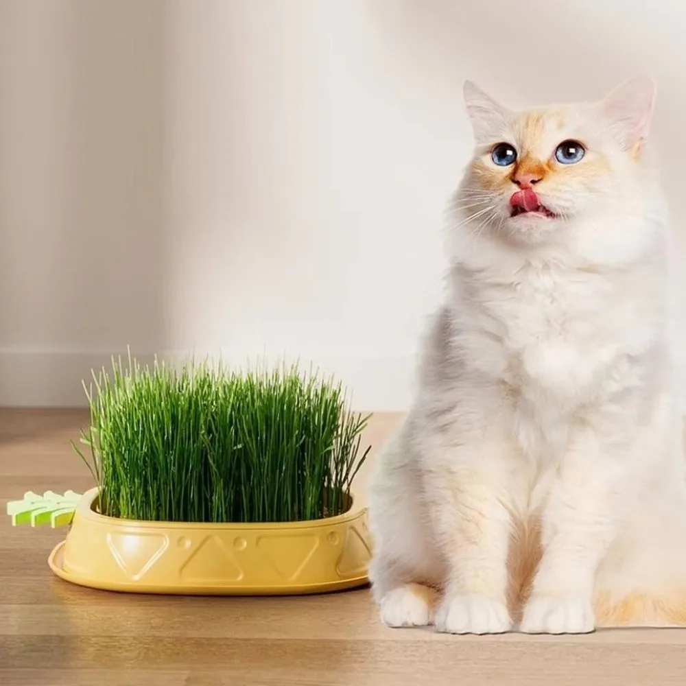 Pineapple Shape Cat Grass Planting Box Soilless Removable Hydroponic Cat Grass Planter Plastic Cat Grass Germination Kit