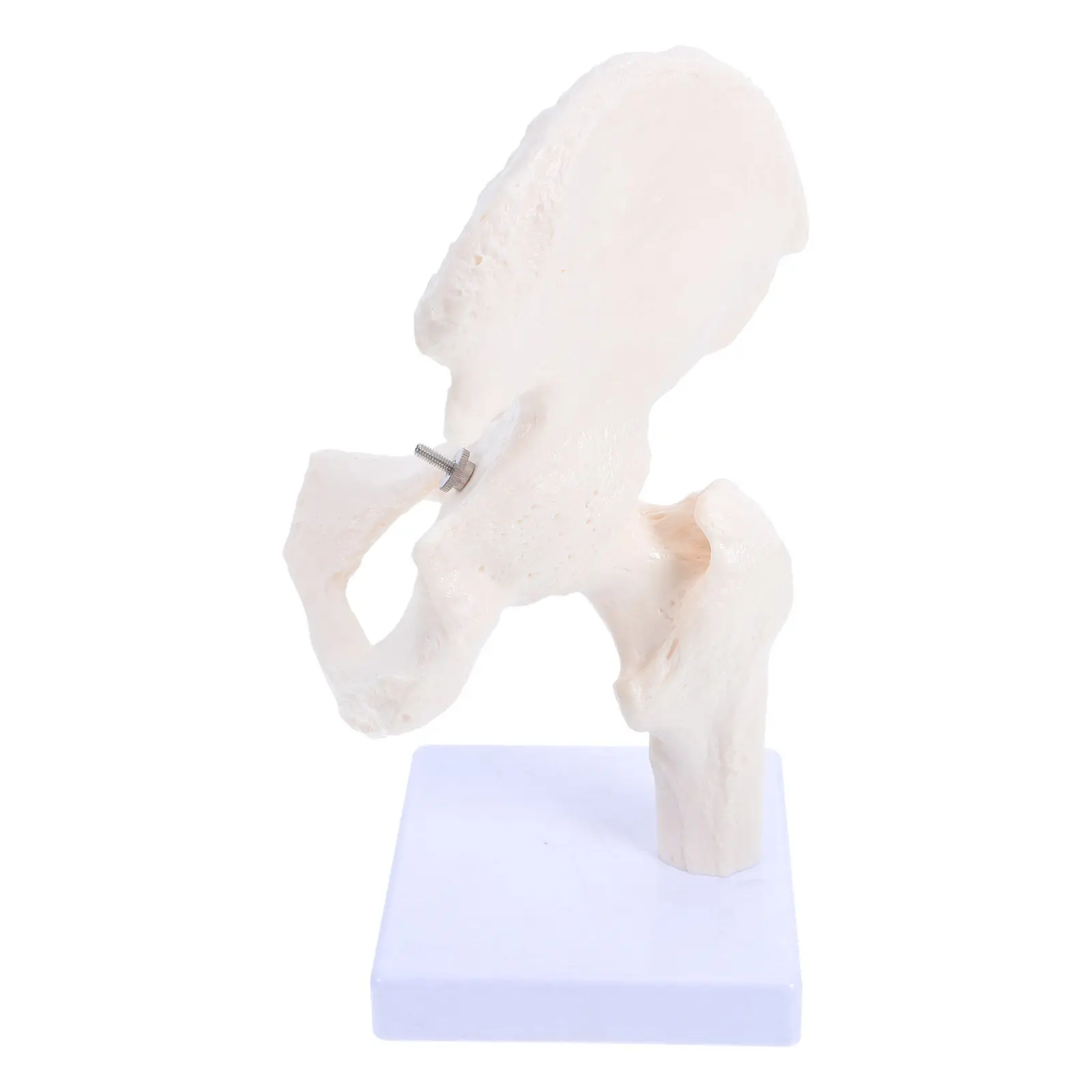 

Учебное пособие по анатомии человека: Детализированная модель суставов для изучения скелетной системы человека в школьных лабораториях и научно-образовательных учреждениях