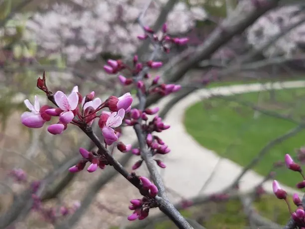 

Gear M1 8mm 14-20T 21T-25T 26T-30T Pinion Motor Gear for 1/5，1/6，1/7，1/8 Trsx ARRMA 4WD Outcast 8S EXBRC Car Motor Shaft