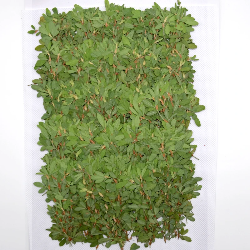 5-10cm/16pcs,Natural dried flower pressed mini grass branches DIY photo frame bookmark table lamp drop glue mobile phone case - Image 5