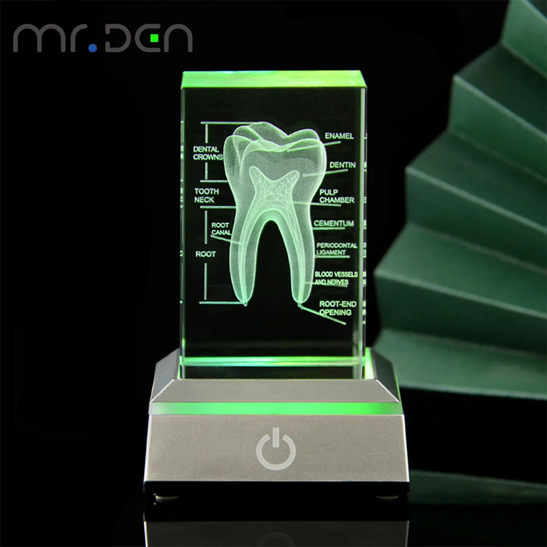 Dental 3D Laser Engraved Human Skeletal Crystal Cube Figurines Medical Science Gifts Souvenir Organ Anatomical Model Paperweight