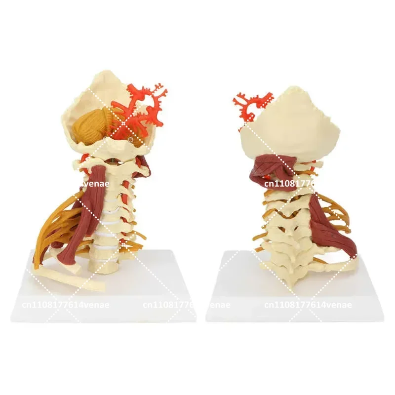 Human Cervical Spine Model Removable Vertebrae Anatomical Teaching Tool for Classroom Presentation