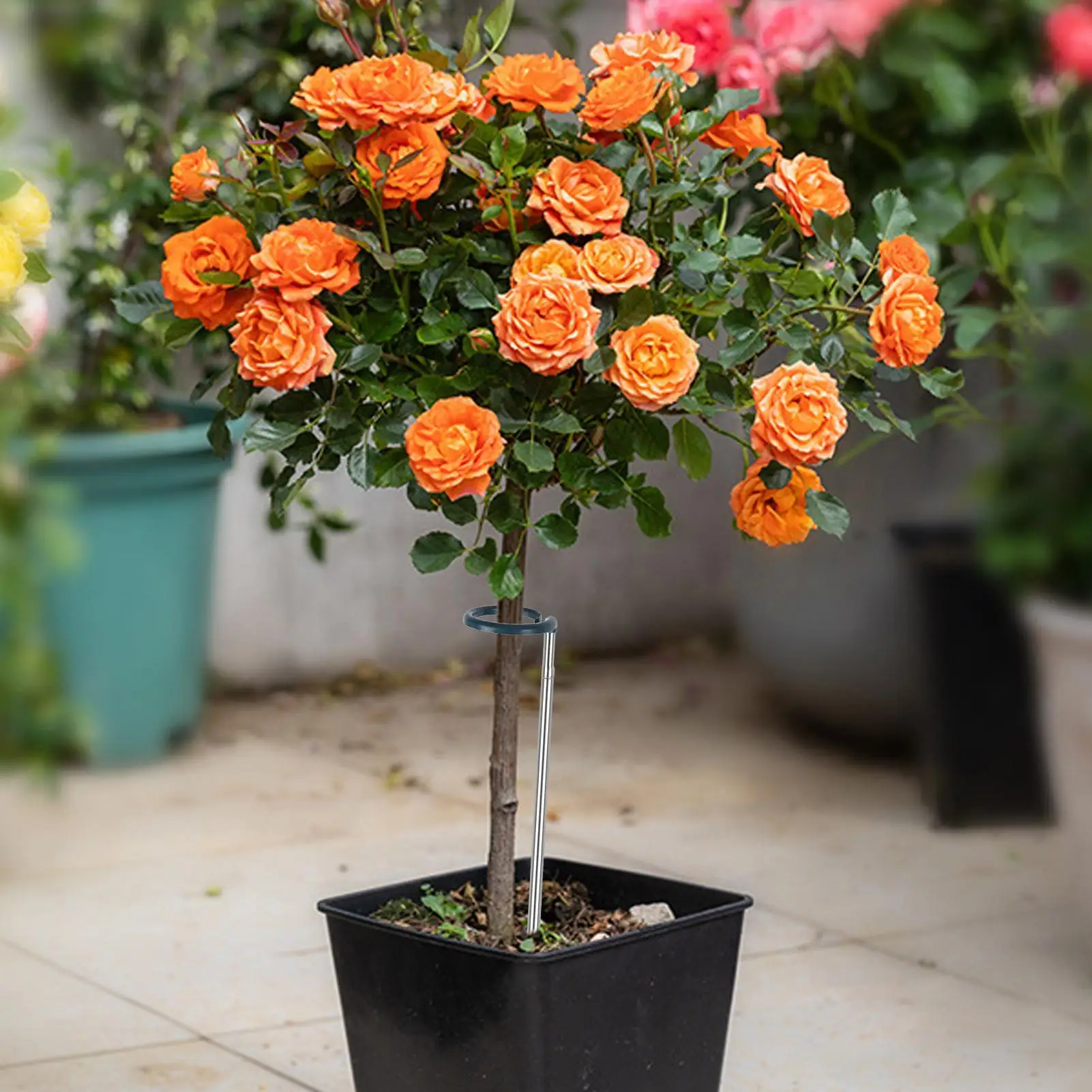 

Plant Stakes Extendable Garden Orchid Sticks 4 Pieces Reusable Weather Resistant Gardening Accessories For Monstera Potted