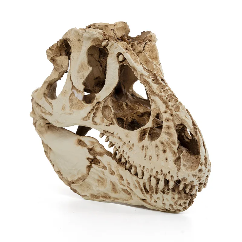 Single-spine , resin dragon skull, animal skeleton, for research, educational purposes, and as a creative home decor