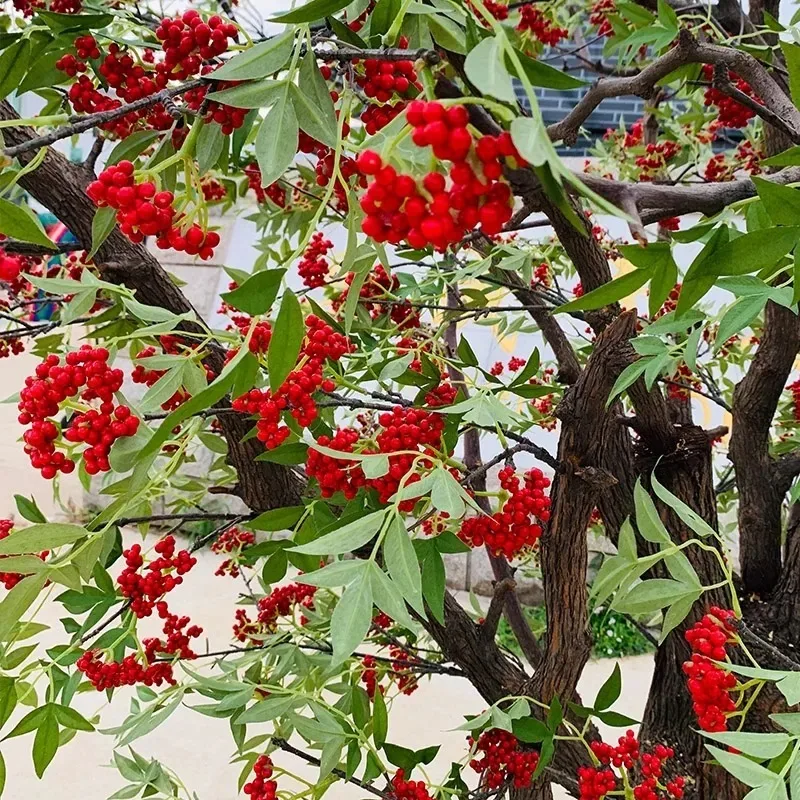 X   Simulation pepper tree with fruit green plant ornament mall hotel interior decoration simulation tree simulation green plant