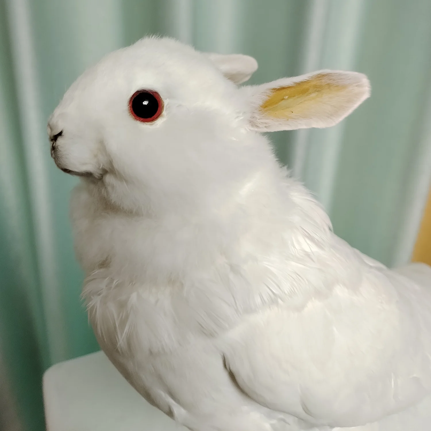 Rabbit Taxidermy with Pigeon Body Real Animal Specimen Home Decor Unique Collectible Special Gift Ideal for Decoration